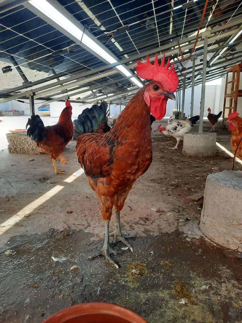 Golden Misri Rooster | 1.6kg — photo 3