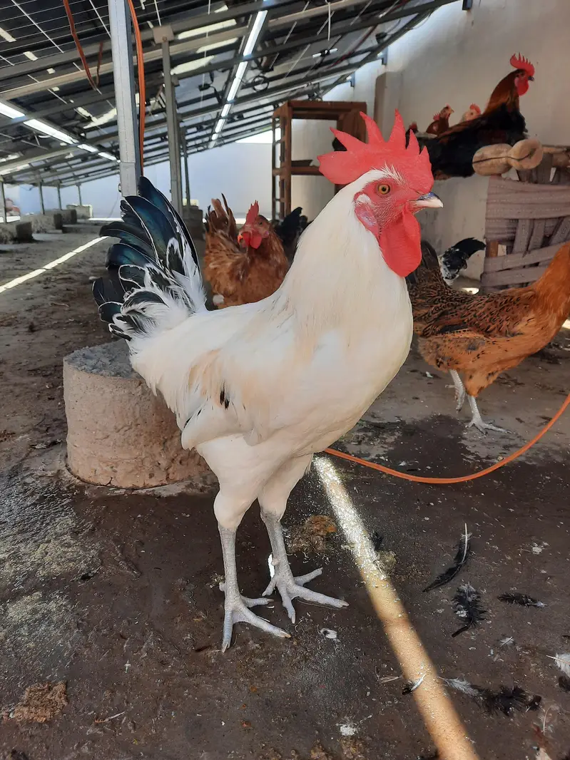 Golden Misri Rooster | 1.6kg — photo 4