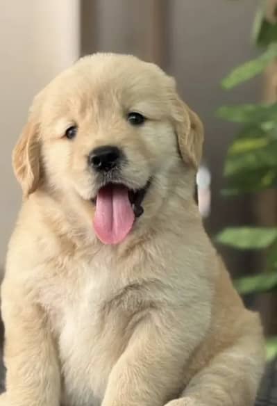 Golden retriever puppies 92@313*93*63*417