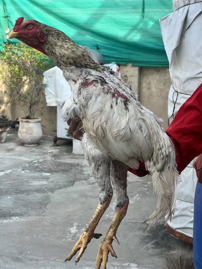 Aseel  coco shamo  healthy and active trio set for sale