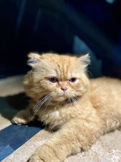 Punch Face Persian Male