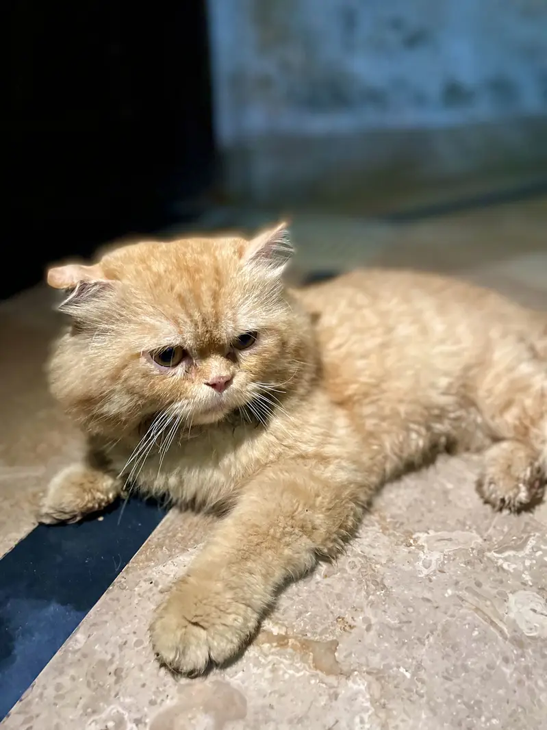 Punch Face Persian Male — photo 2