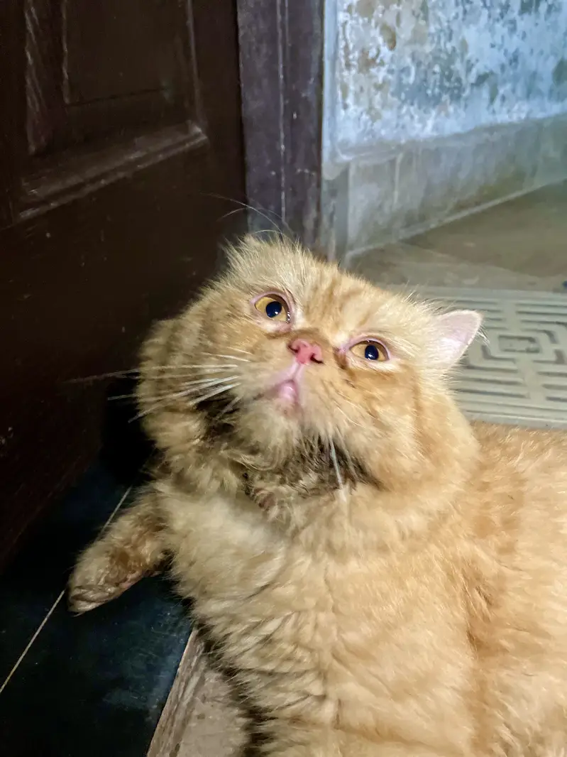 Punch Face Persian Male — photo 3