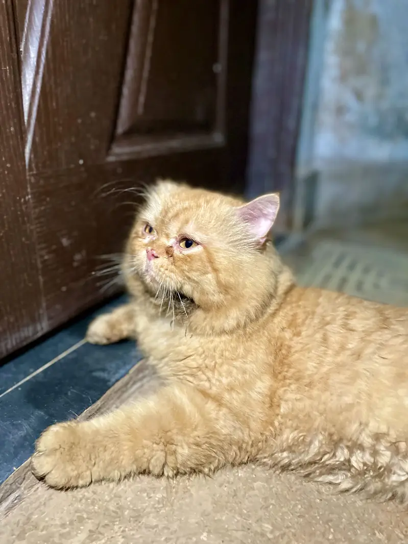 Punch Face Persian Male — photo 4
