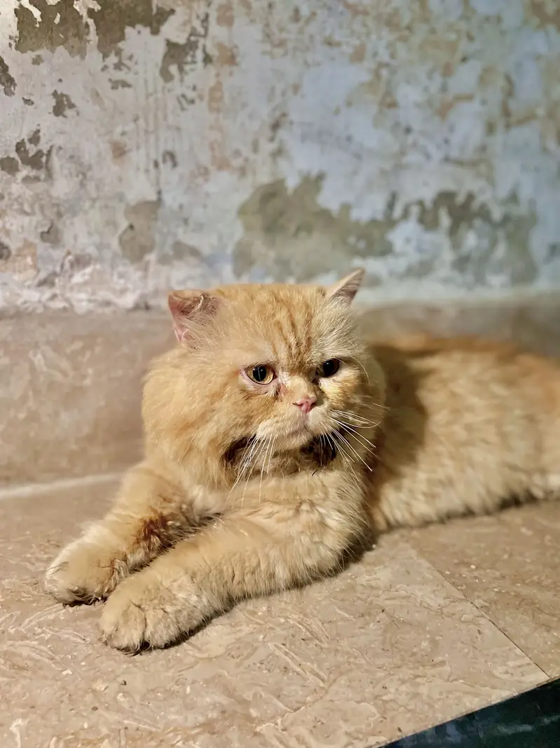 Punch Face Persian Male — photo 5