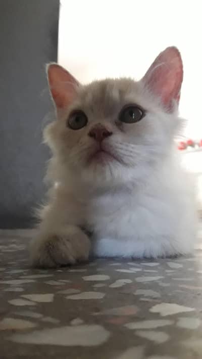 yellow coloured eye