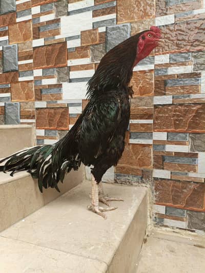 MIANWALI LAKHA