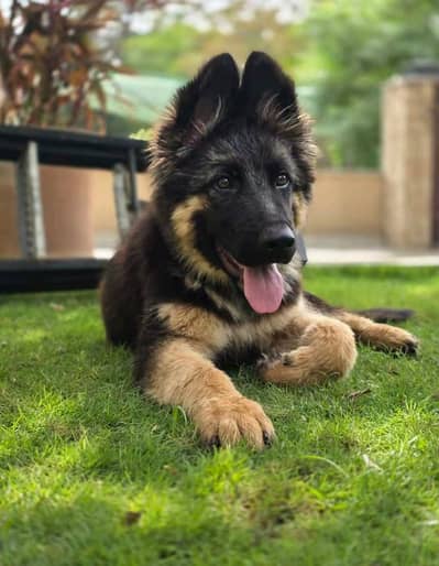 German Shepherd dog vaccine related 3 code