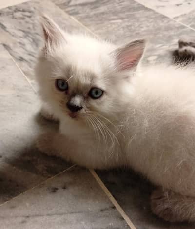 Himalayan kittens for sale