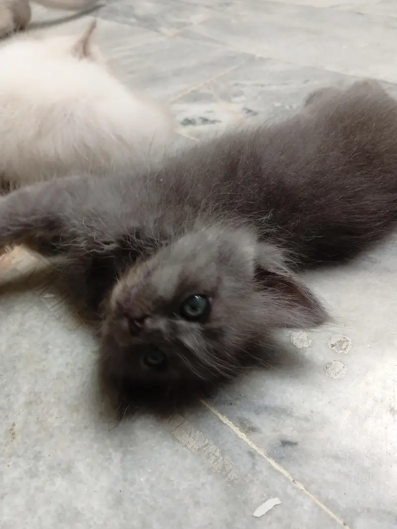 Himalayan kittens for sale — photo 2