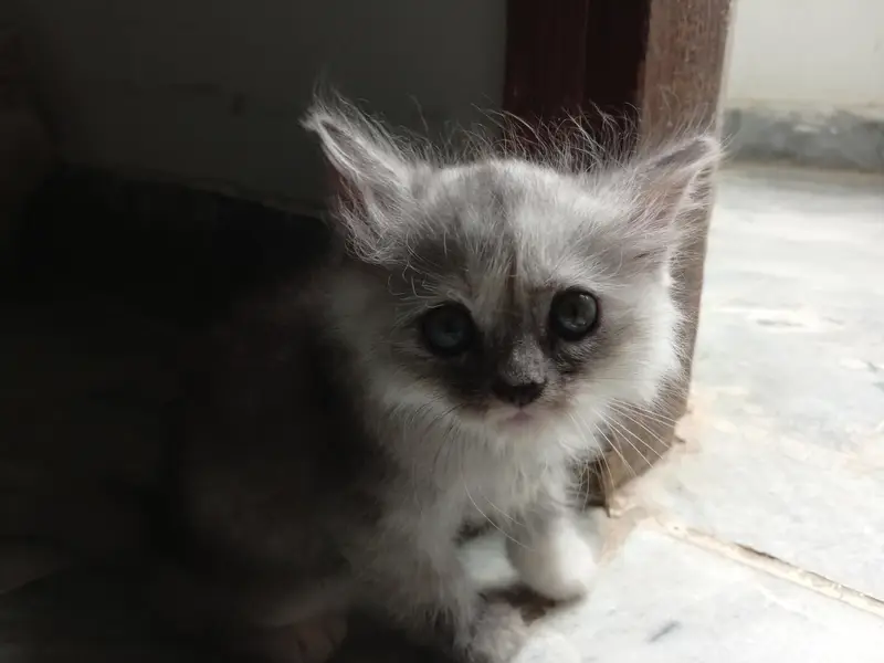 Himalayan kittens for sale — photo 3