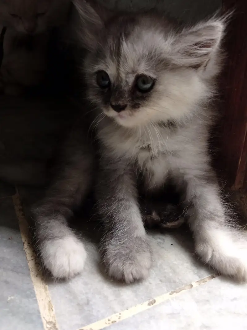 Himalayan kittens for sale — photo 4