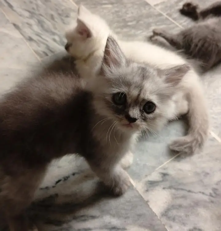 Himalayan kittens for sale — photo 5