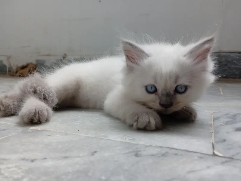 Himalayan kittens for sale — photo 6
