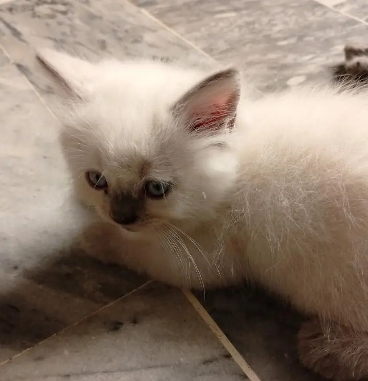 Himalayan kittens for sale — photo 7