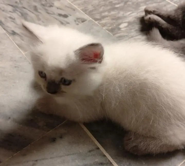Himalayan kittens for sale — photo 8