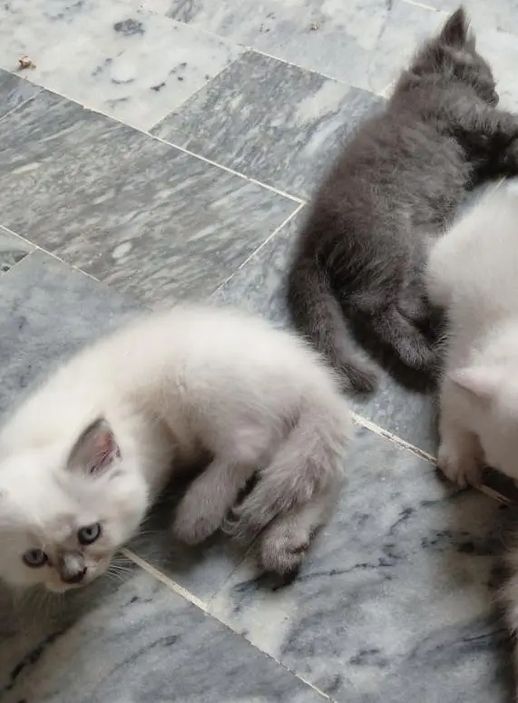 Himalayan kittens for sale — photo 9