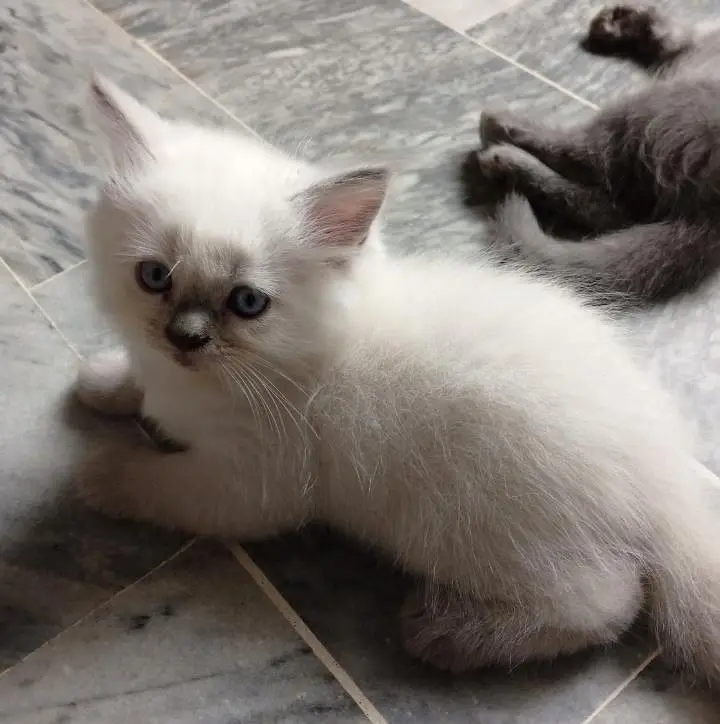 Himalayan kittens for sale — photo 10