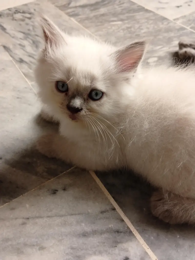 Himalayan kittens for sale — photo 11