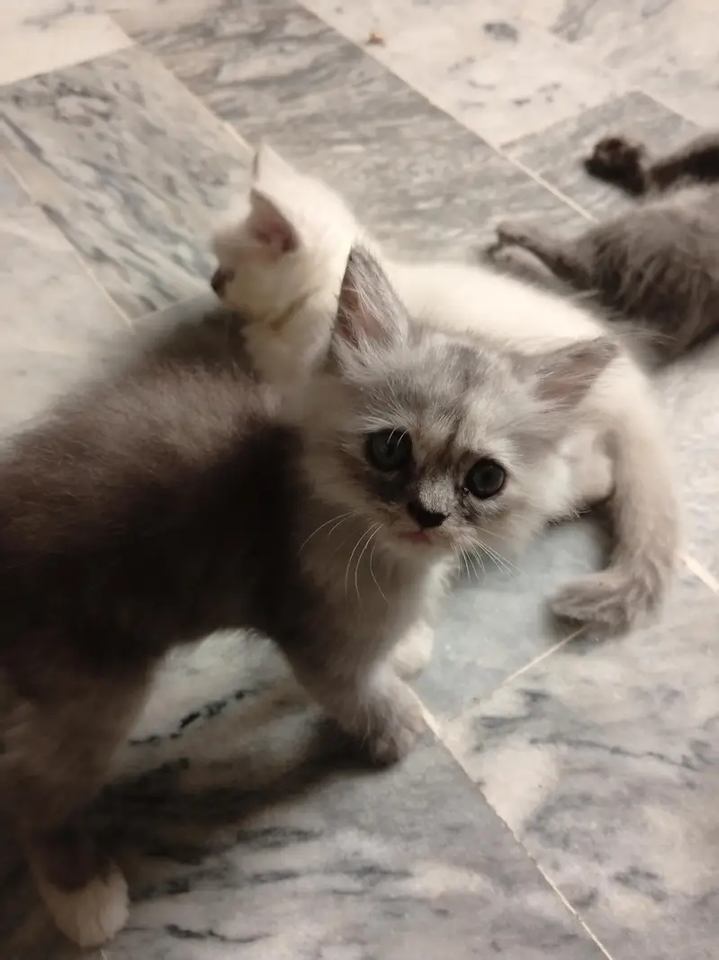 Himalayan kittens for sale — photo 12