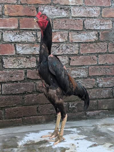 Japanese black shamo aseel pair