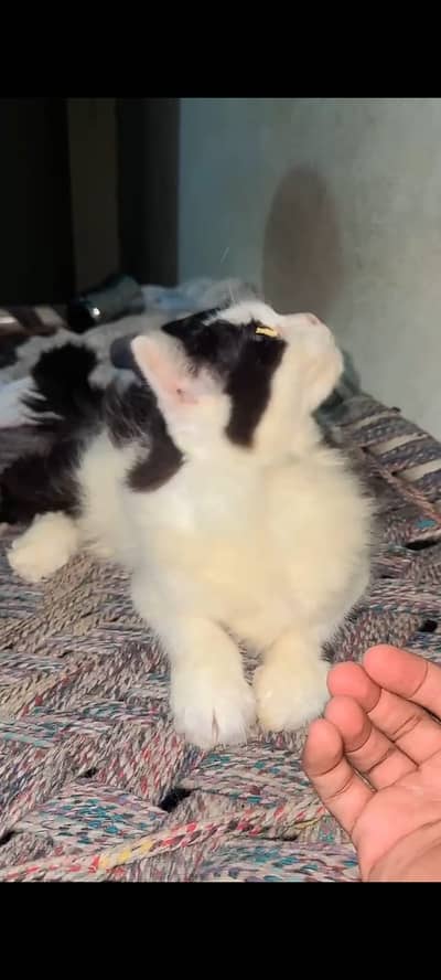 persion cat male and female