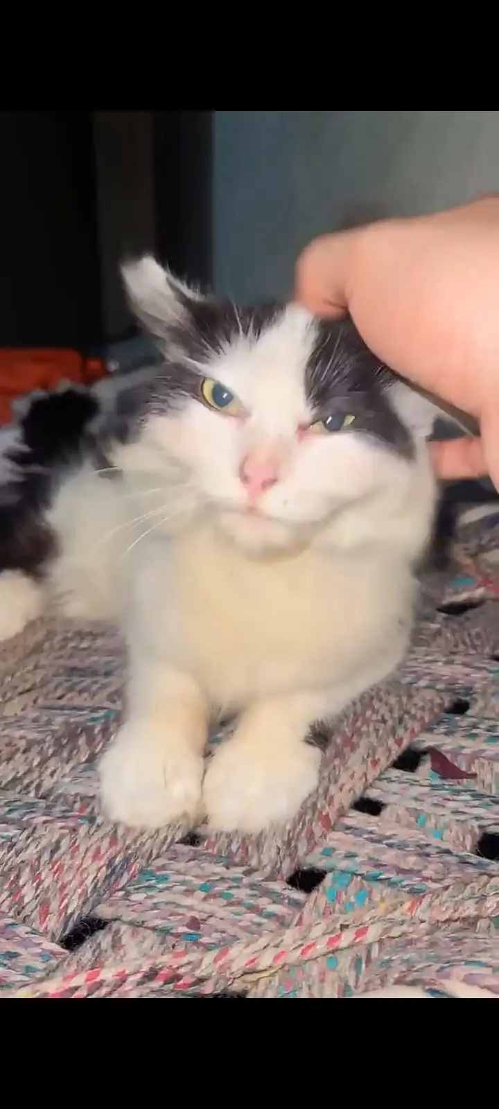 persion cat male and female — photo 2