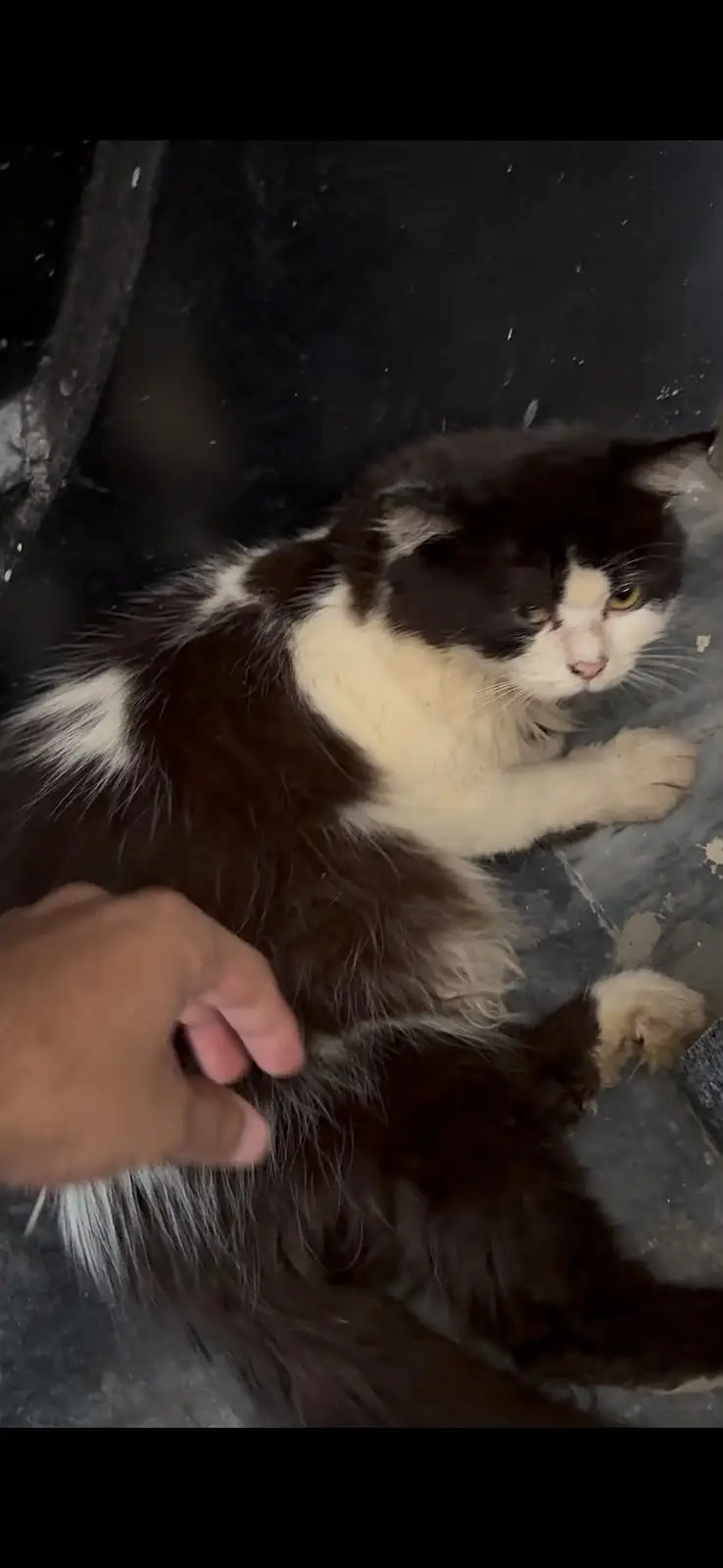 persion cat male and female — photo 3