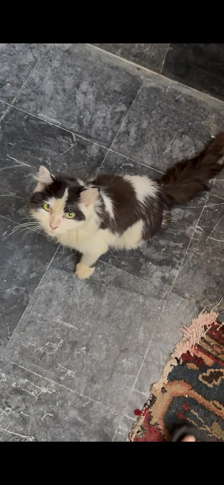 persion cat male and female — photo 4