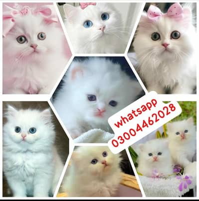 Persian Kittens | Persian Cat | Punch Face Persian | Triple Coated