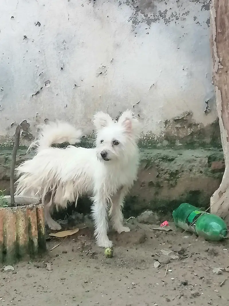 This is very loyal — photo 2