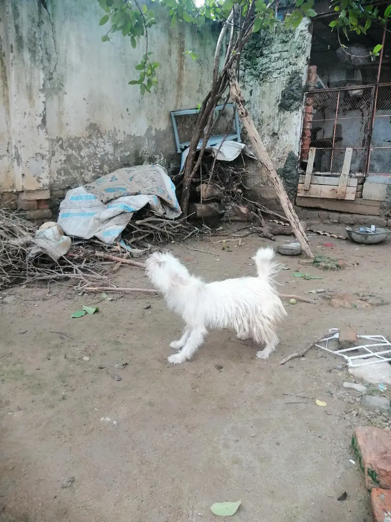 This is very loyal — photo 3