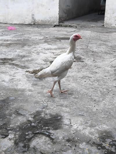 2 heera aseel madian