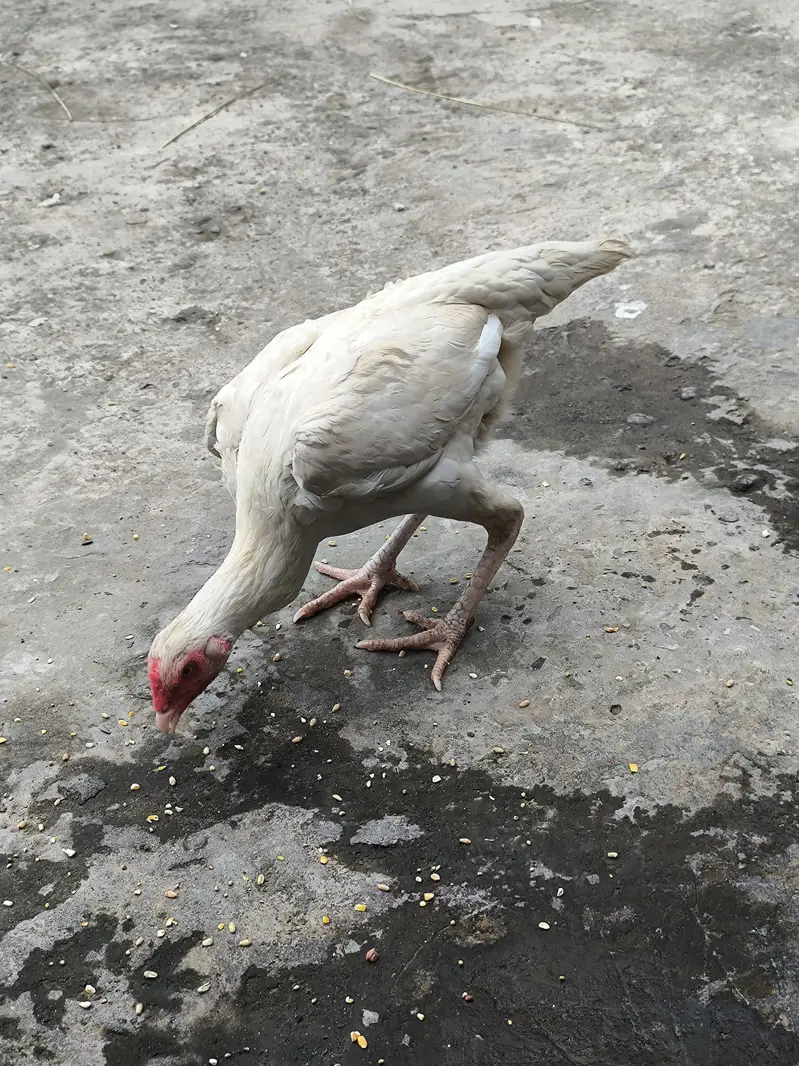 2 heera aseel madian — photo 5