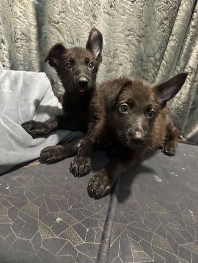 German shepherds Original