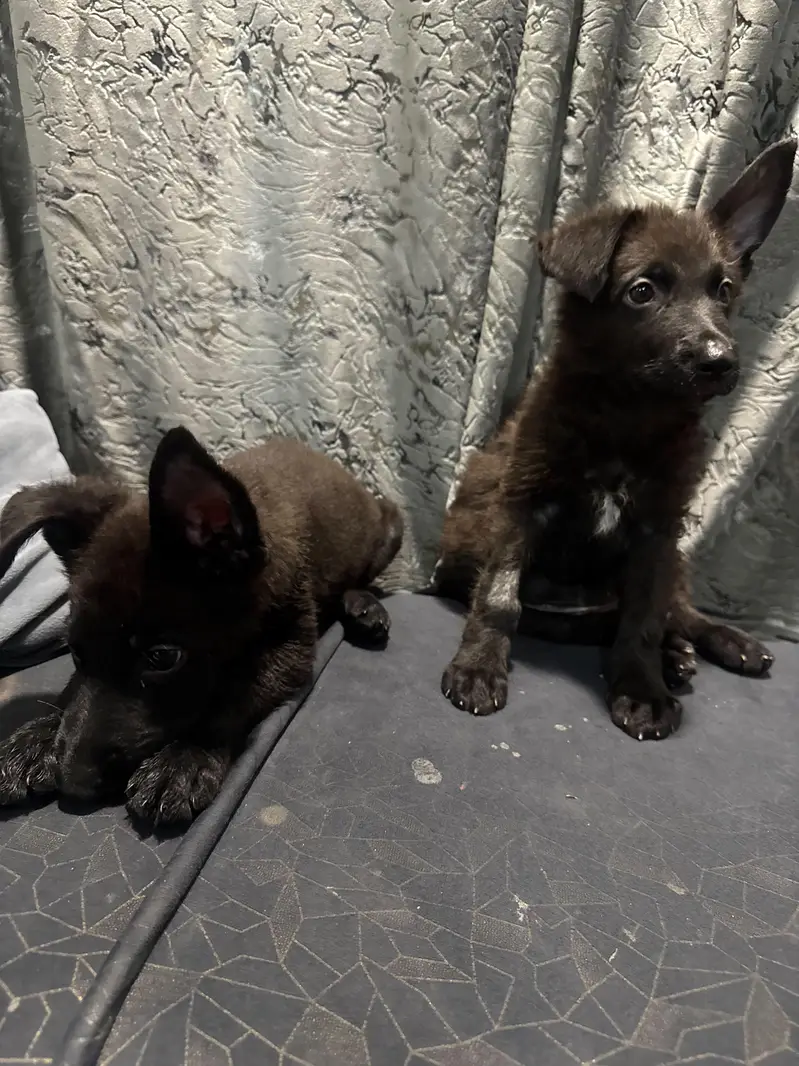 German shepherds Original — photo 2