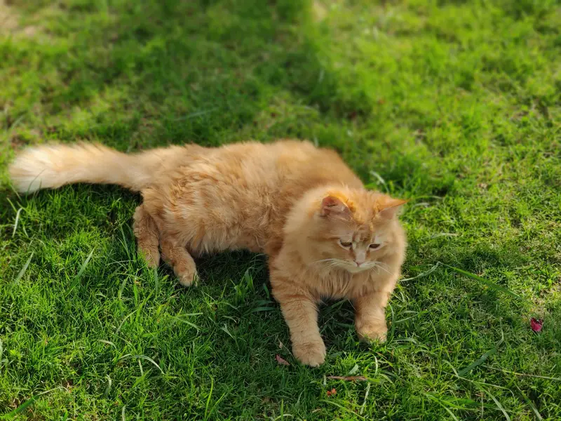 (Pure Doll Face) Persian Triple Coat (Ginger Color) , With Certificate — photo 2