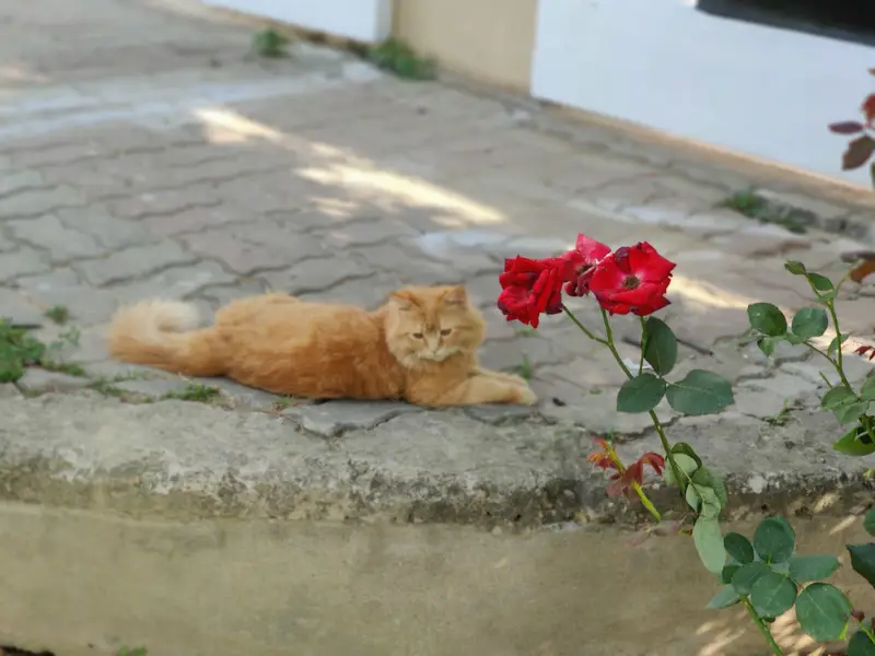 (Pure Doll Face) Persian Triple Coat (Ginger Color) , With Certificate — photo 3