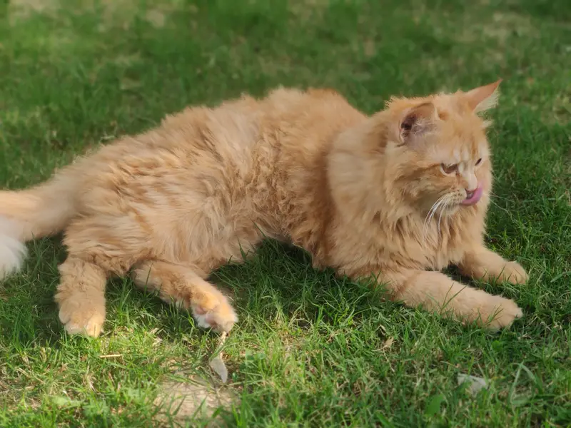 (Pure Doll Face) Persian Triple Coat (Ginger Color) , With Certificate — photo 4