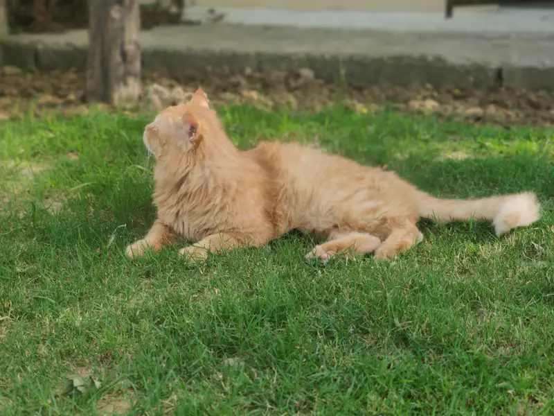 (Pure Doll Face) Persian Triple Coat (Ginger Color) , With Certificate — photo 5