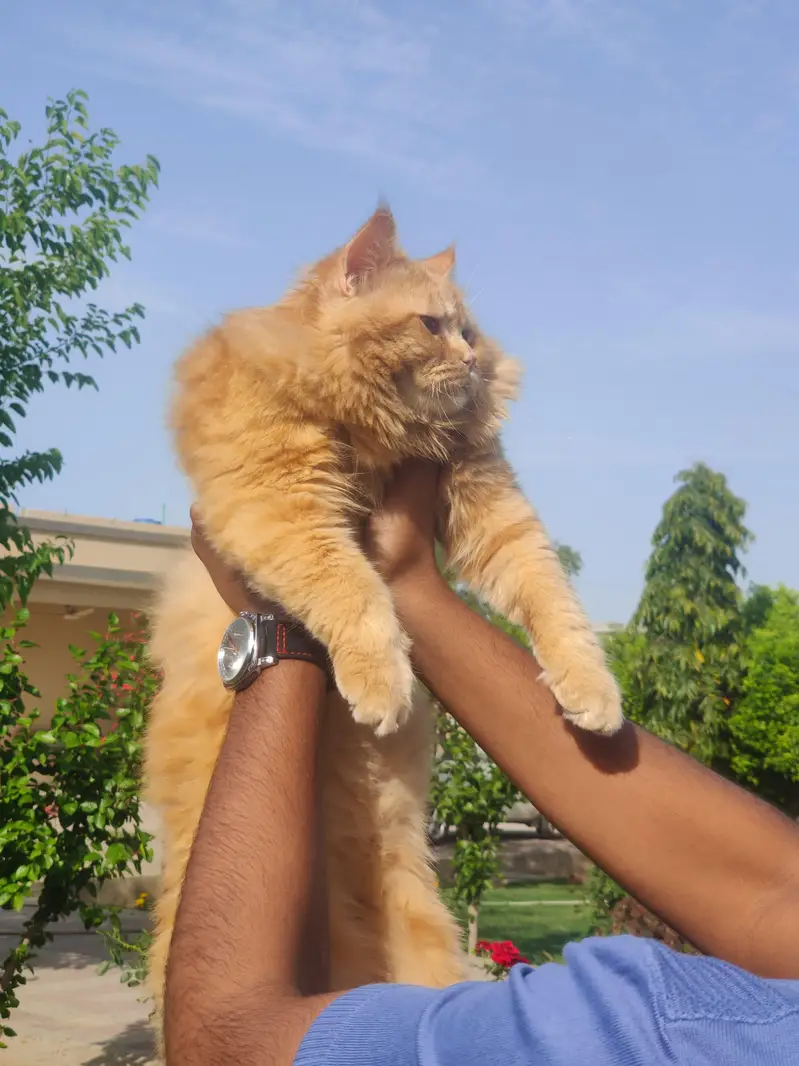(Pure Doll Face) Persian Triple Coat (Ginger Color) , With Certificate — photo 6