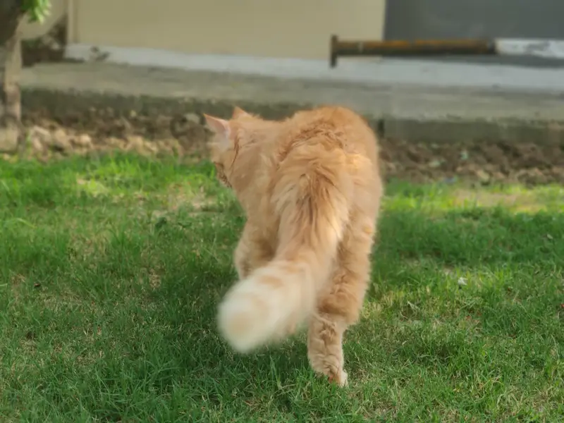 (Pure Doll Face) Persian Triple Coat (Ginger Color) , With Certificate — photo 7