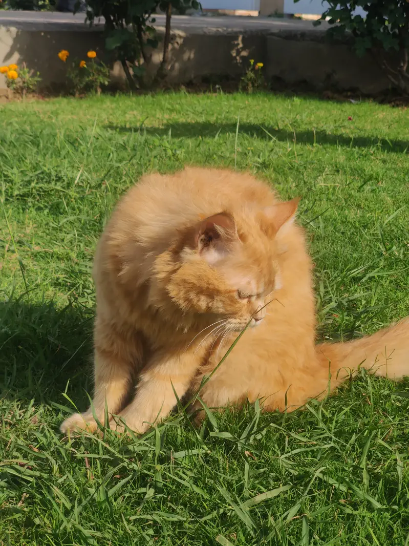 (Pure Doll Face) Persian Triple Coat (Ginger Color) , With Certificate — photo 8