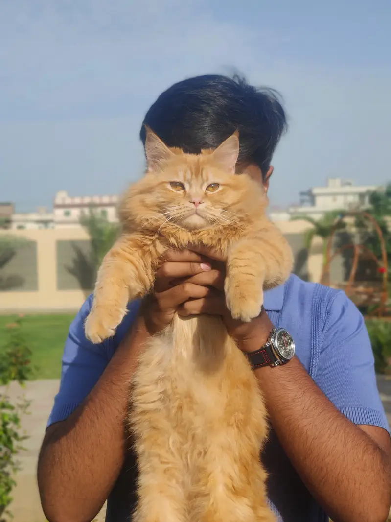 (Pure Doll Face) Persian Triple Coat (Ginger Color) , With Certificate — photo 9