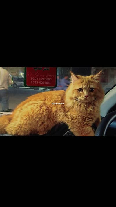 (Pure Doll Face) Persian Triple Coat (Ginger Color) , With Certificate