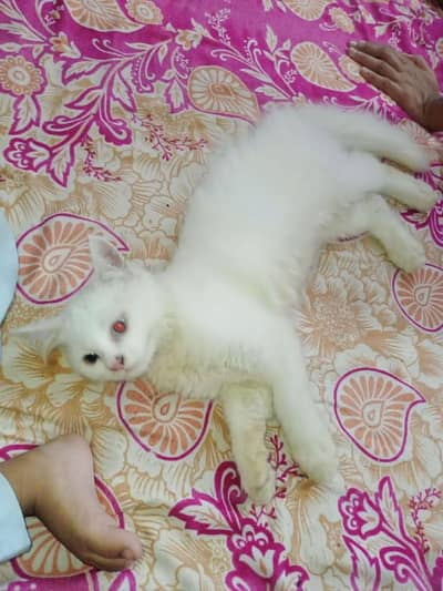 Cat for sale