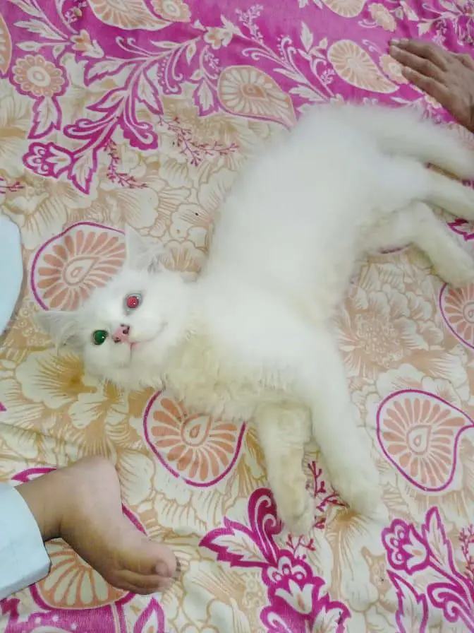 Cat for sale — photo 2