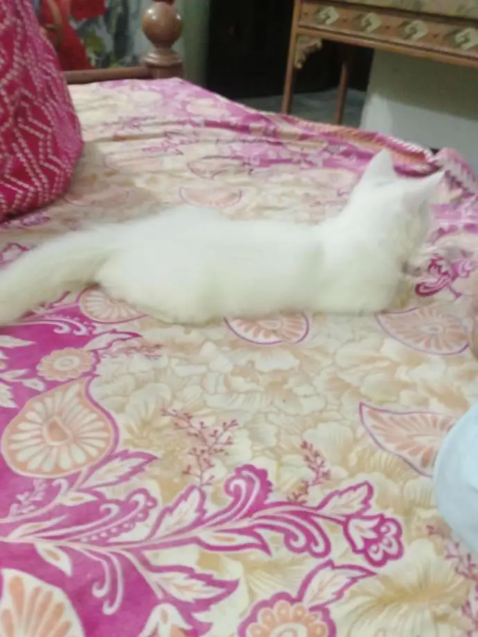 Cat for sale — photo 3