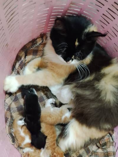 5 kittens and a mother cat