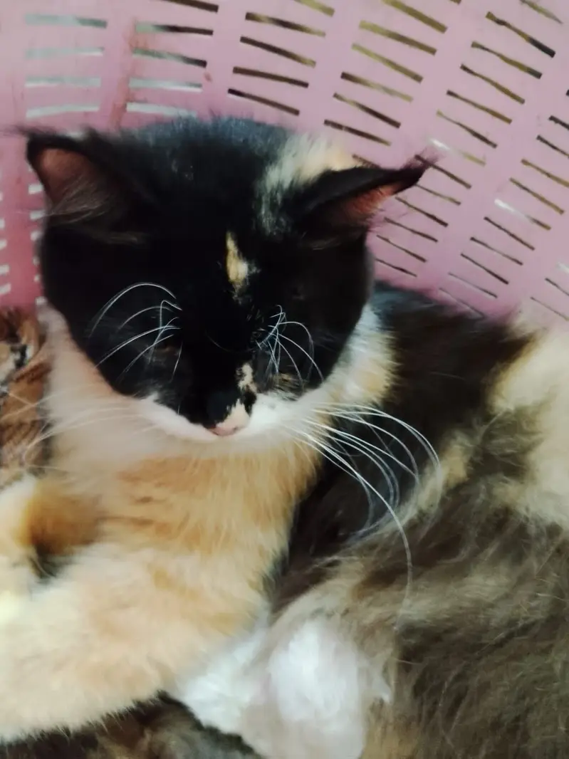 5 kittens and a mother cat — photo 2